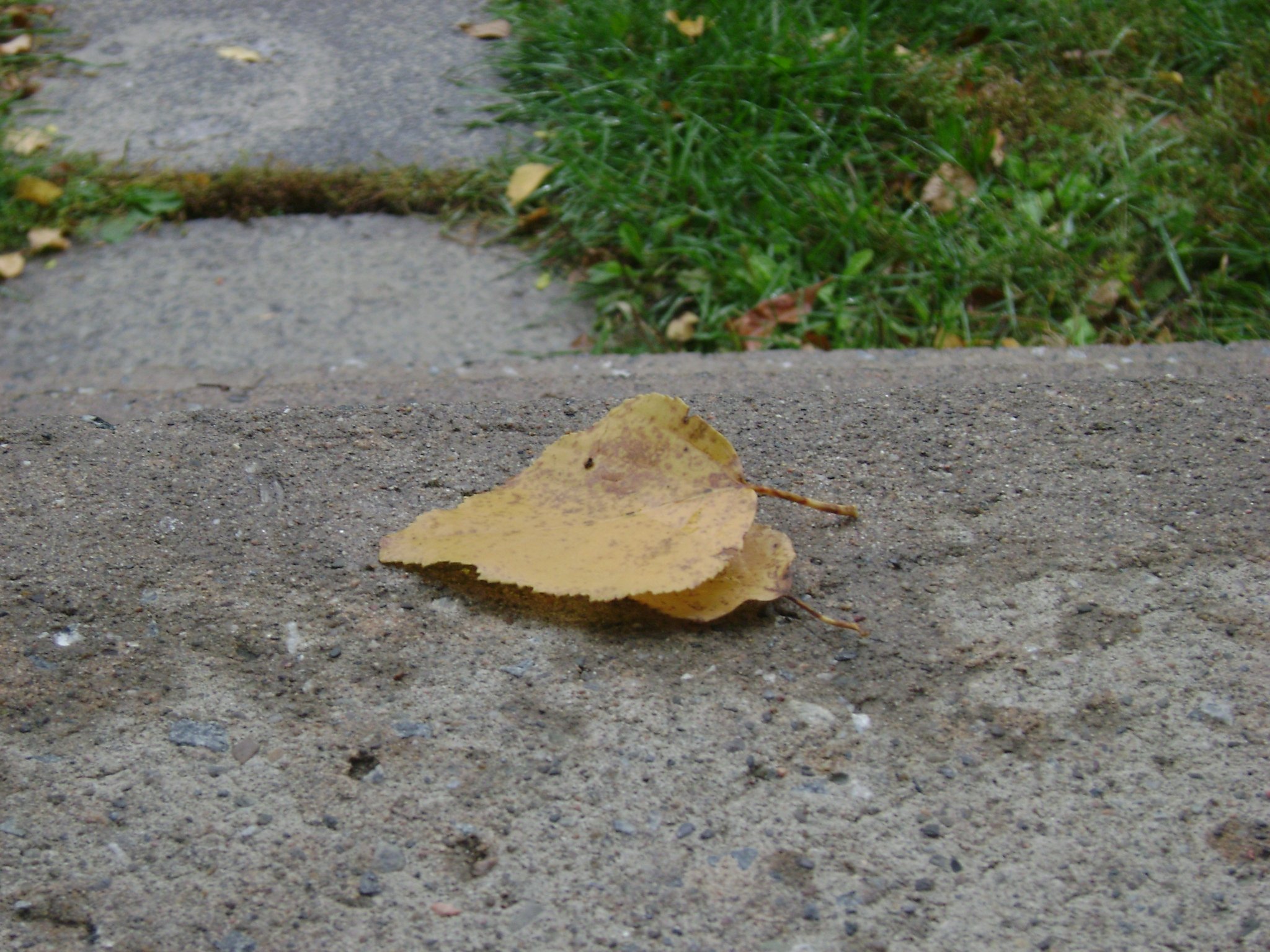 Fonds d'cran Nature Feuilles - Feuillages Unique