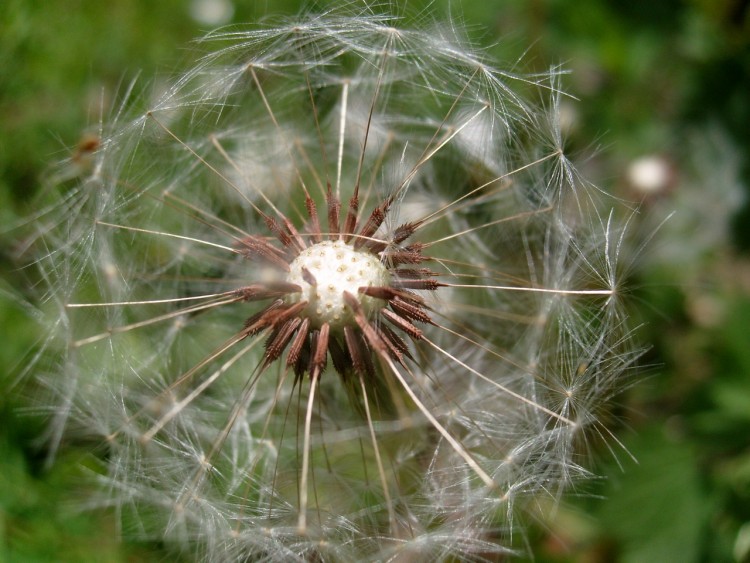 Fonds d'cran Nature Fleurs Ils vont s'envoler