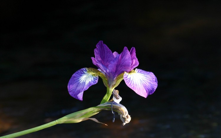 Wallpapers Nature Flowers Iris