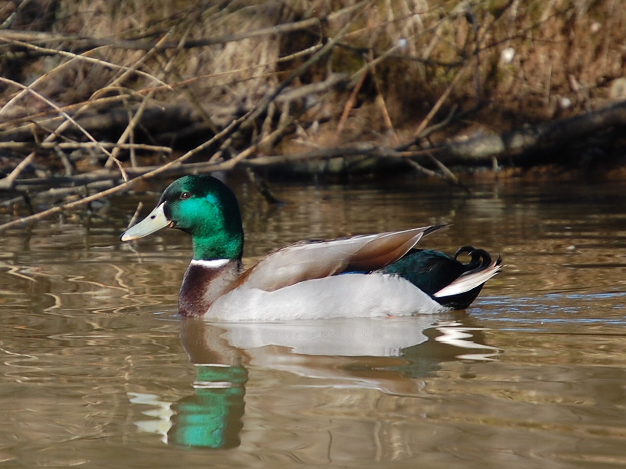 Wallpapers Animals Birds - Ducks Canard Col vert