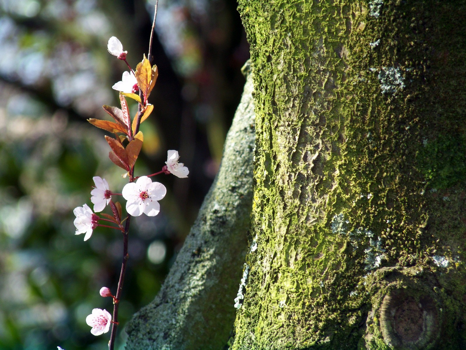 Wallpapers Nature Flowers 