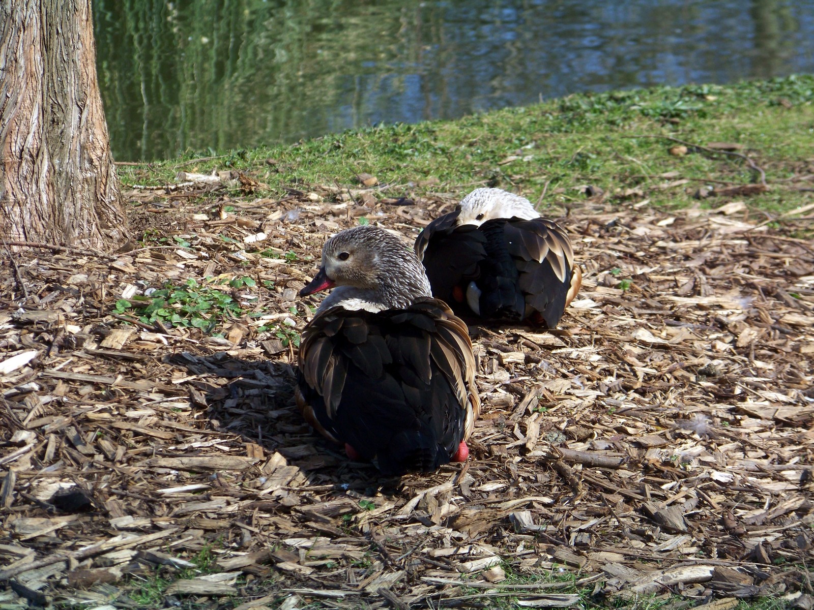 Wallpapers Animals Birds - Ducks 