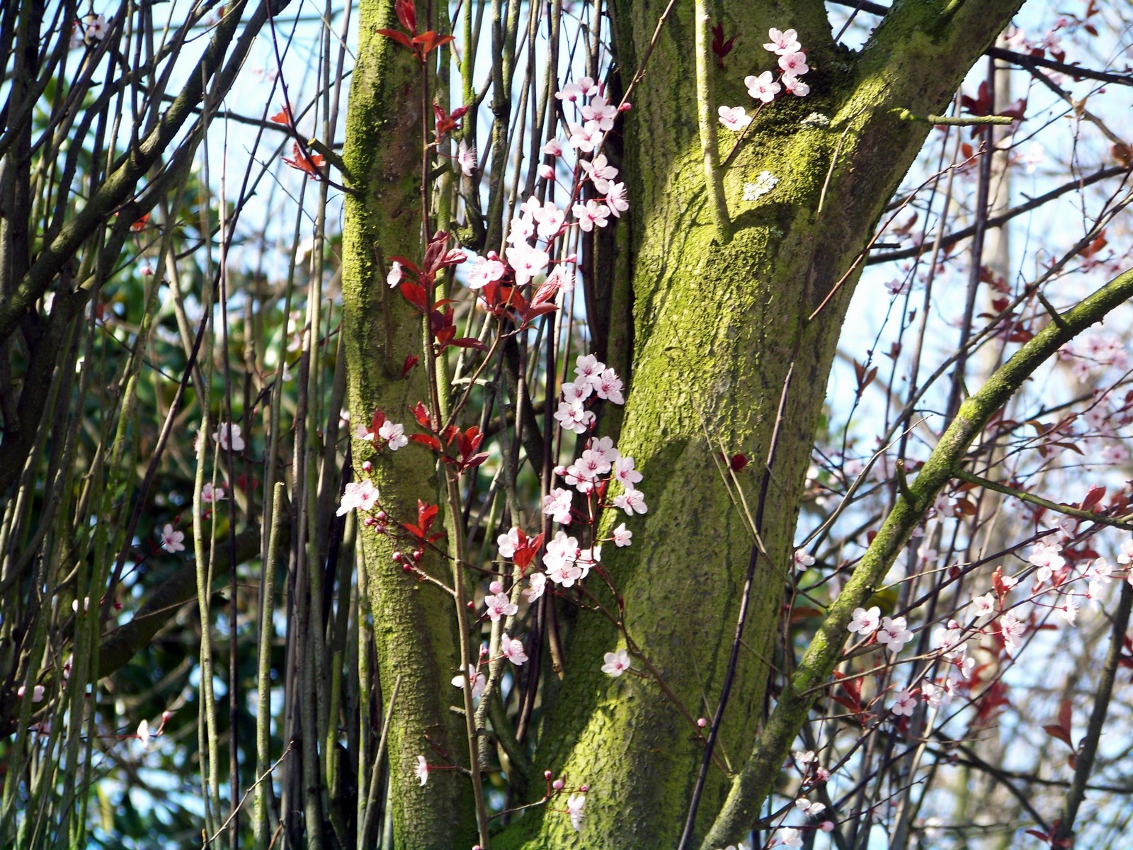 Fonds d'cran Nature Fleurs 