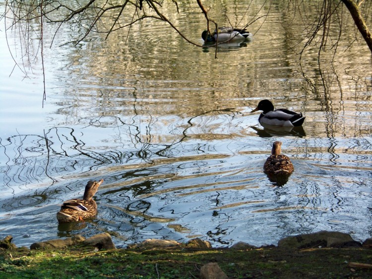 Wallpapers Animals Birds - Ducks Parque Isabel la Catlica, Gijn (Asturias)