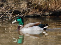 Fonds d'cran Animaux Canard Col vert