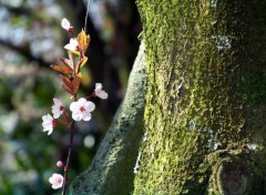 Fonds d'cran Nature Image sans titre N225735