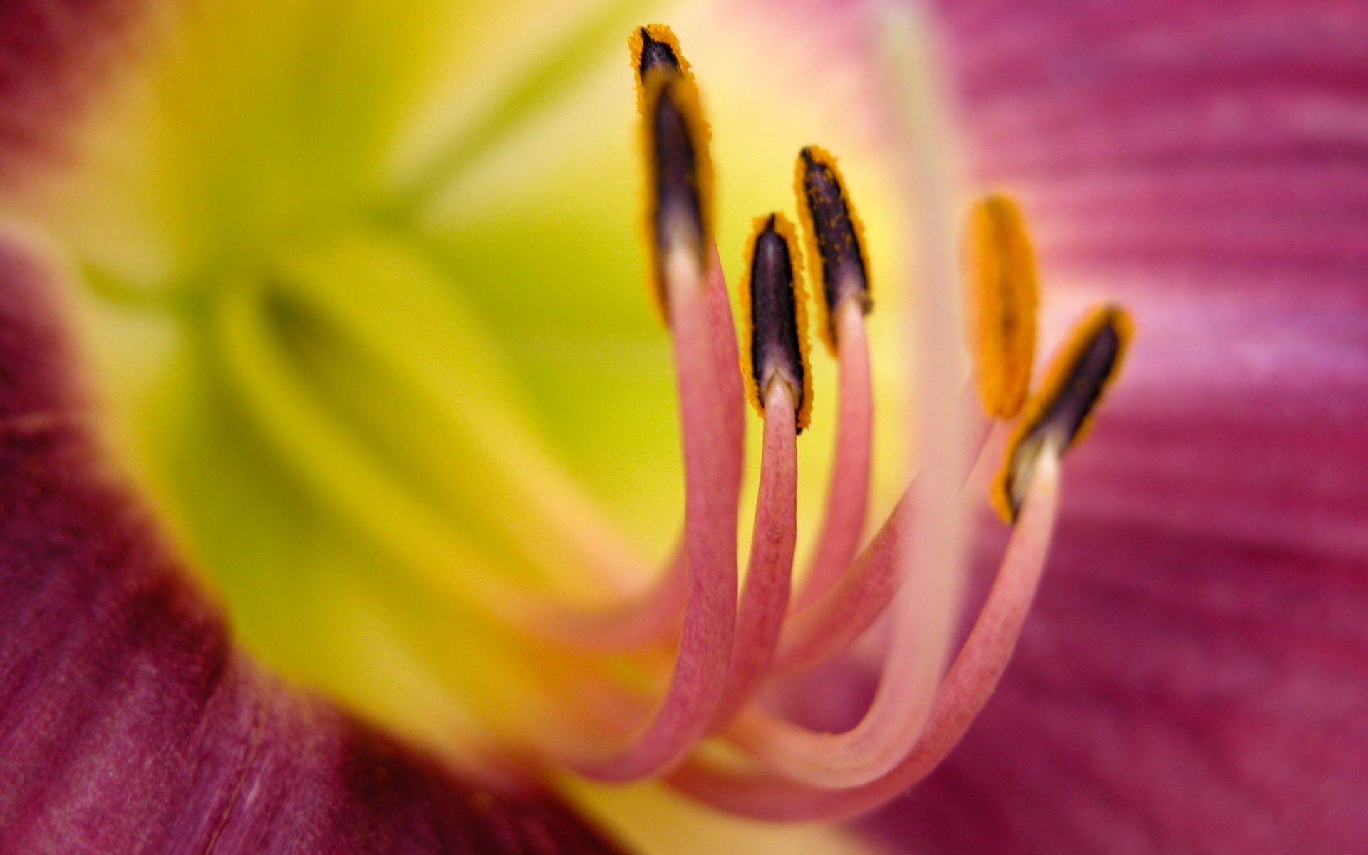 Fonds d'cran Nature Fleurs Lilytana