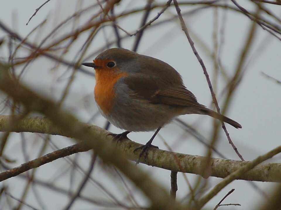 Wallpapers Animals Birds - Rougegorges rouge gorge