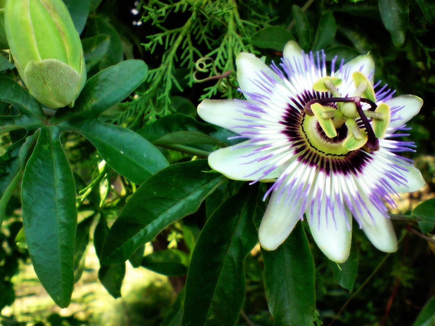 Wallpapers Nature Flowers oooh la belle fleur 