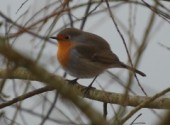 Fonds d'cran Animaux rouge gorge