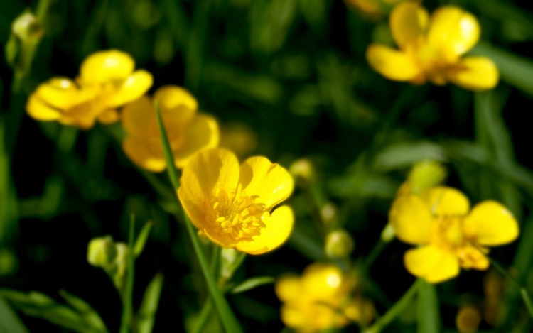 Wallpapers Nature Flowers boutons d'or 