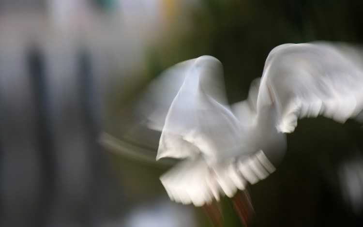 Fonds d'cran Animaux Oiseaux - Mouettes et Golands Mouette en partance