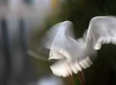 Fonds d'cran Animaux Mouette en partance