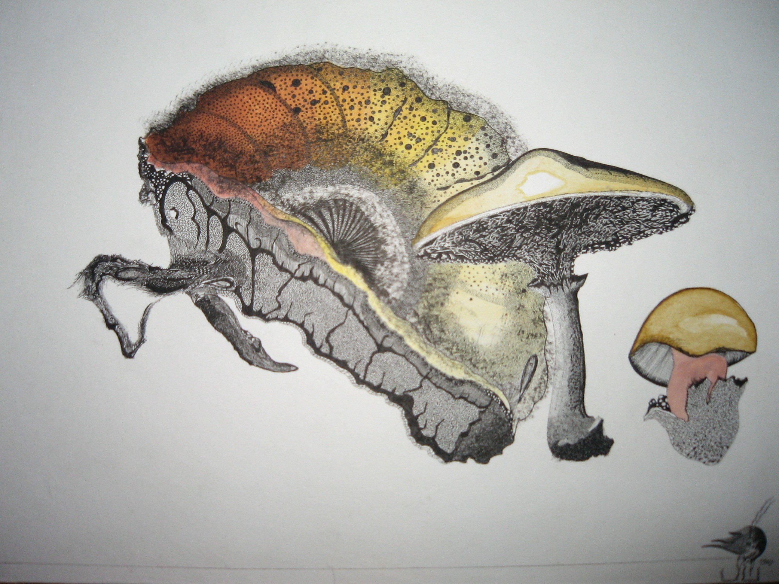 Fonds d'cran Art - Crayon Natures mortes Champignon