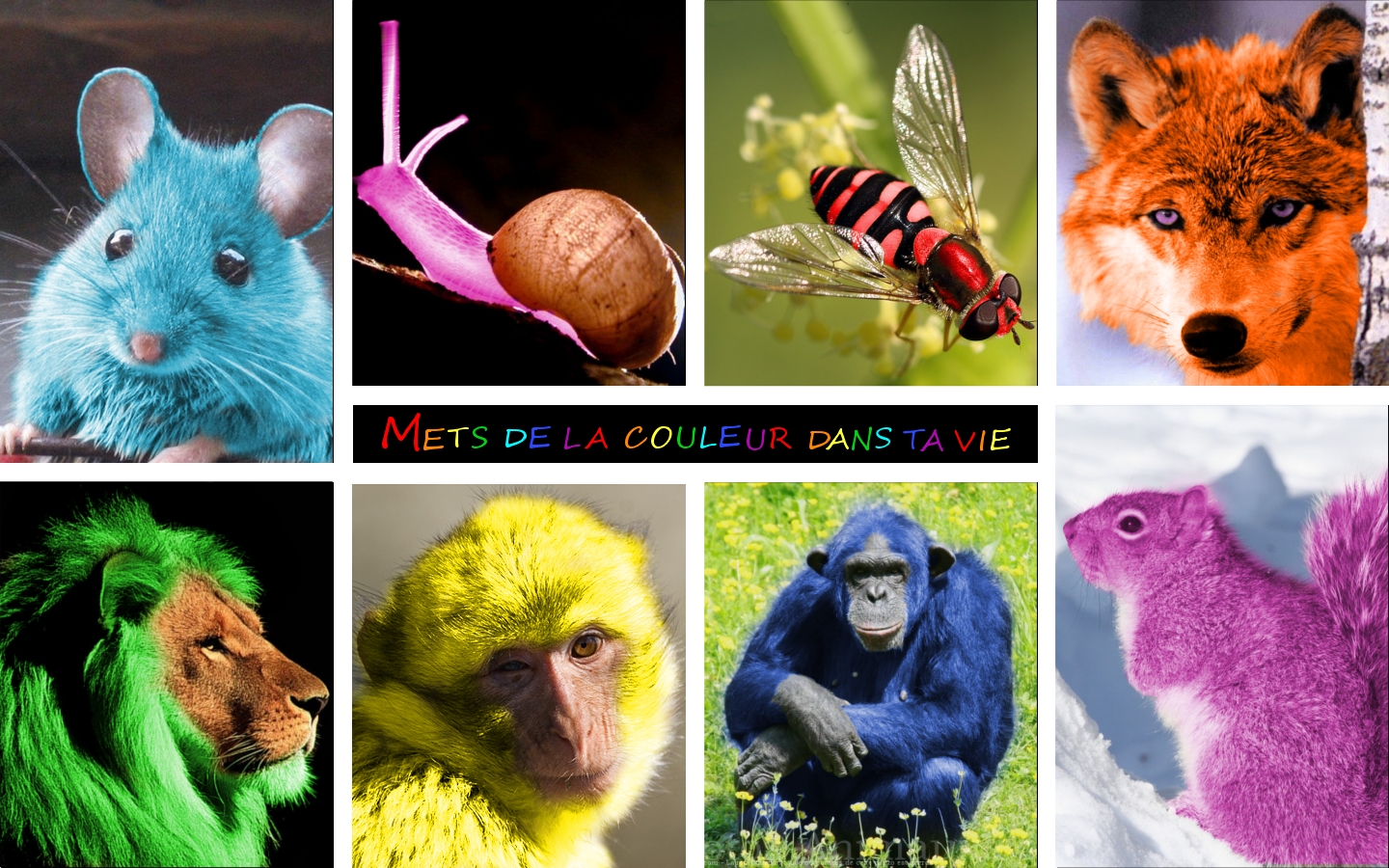 Wallpapers Digital Art Animals couleurs