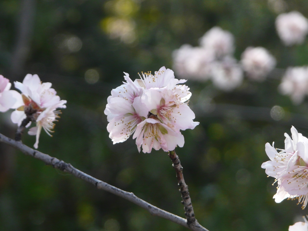 Fonds d'cran Nature Fleurs 