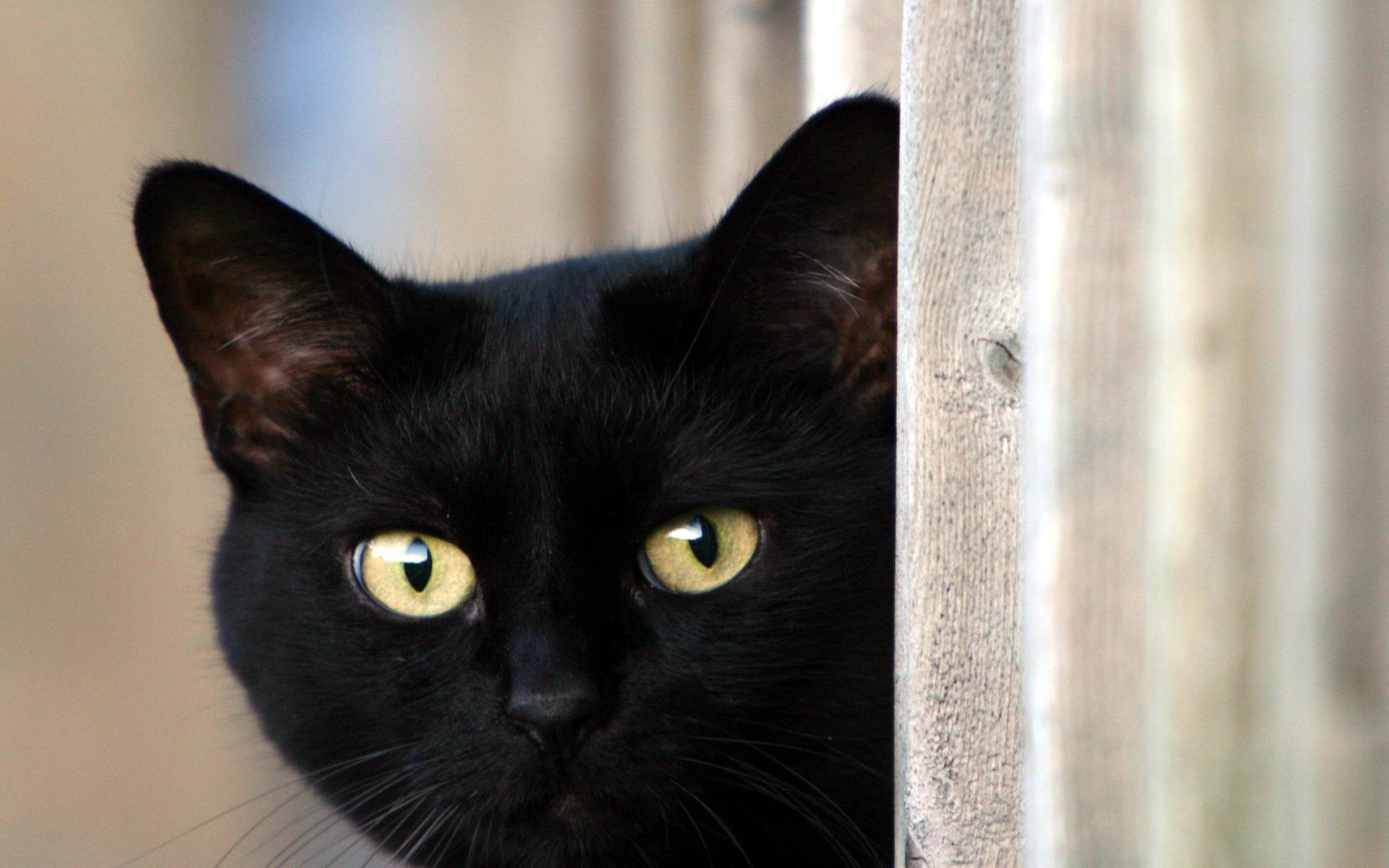 Fonds d'cran Animaux Chats - Chatons Le chat noir