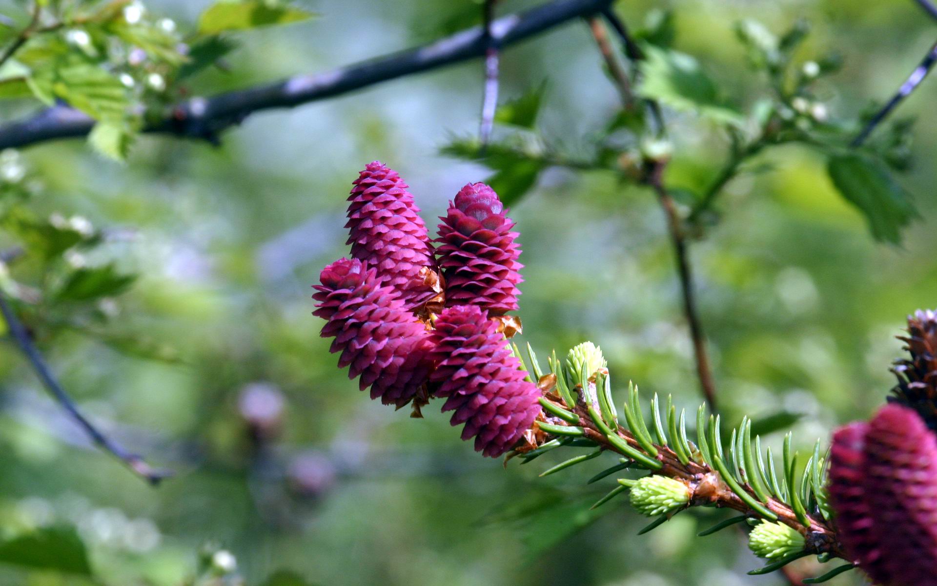 Wallpapers Nature Buds Pomme d'epinette