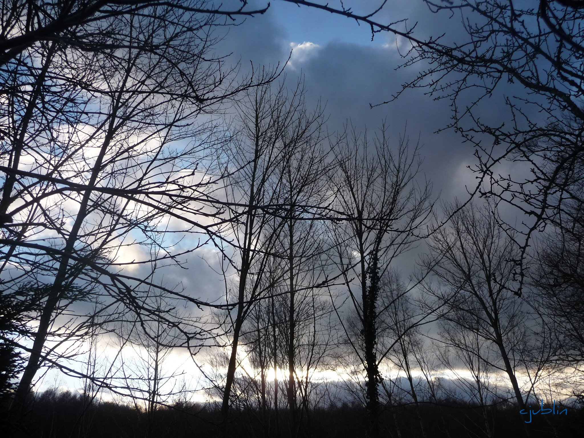 Fonds d'cran Nature Arbres - Forts un paysage apocalyptique