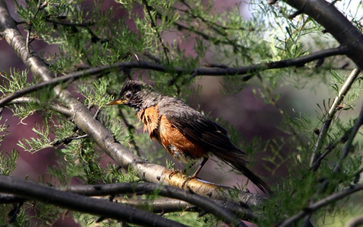 Fonds d'cran Animaux Oiseaux - Rougegorges Le douch