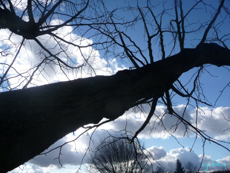 Fonds d'cran Nature Arbres - Forts un tronc dans les nuages