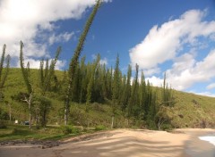 Fonds d'cran Nature plafe de pins