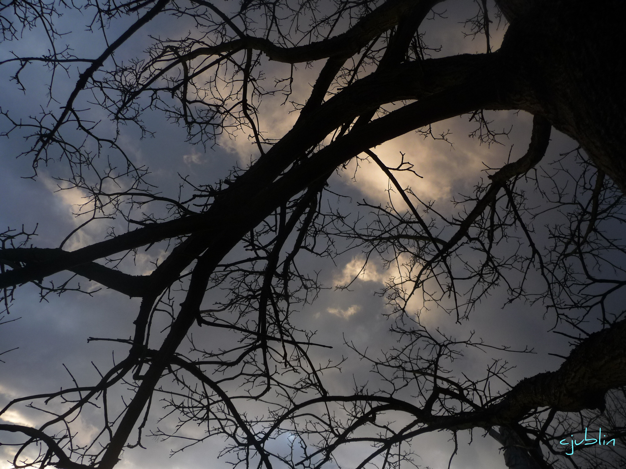 Fonds d'cran Nature Arbres - Forts un ciel hitchcockien