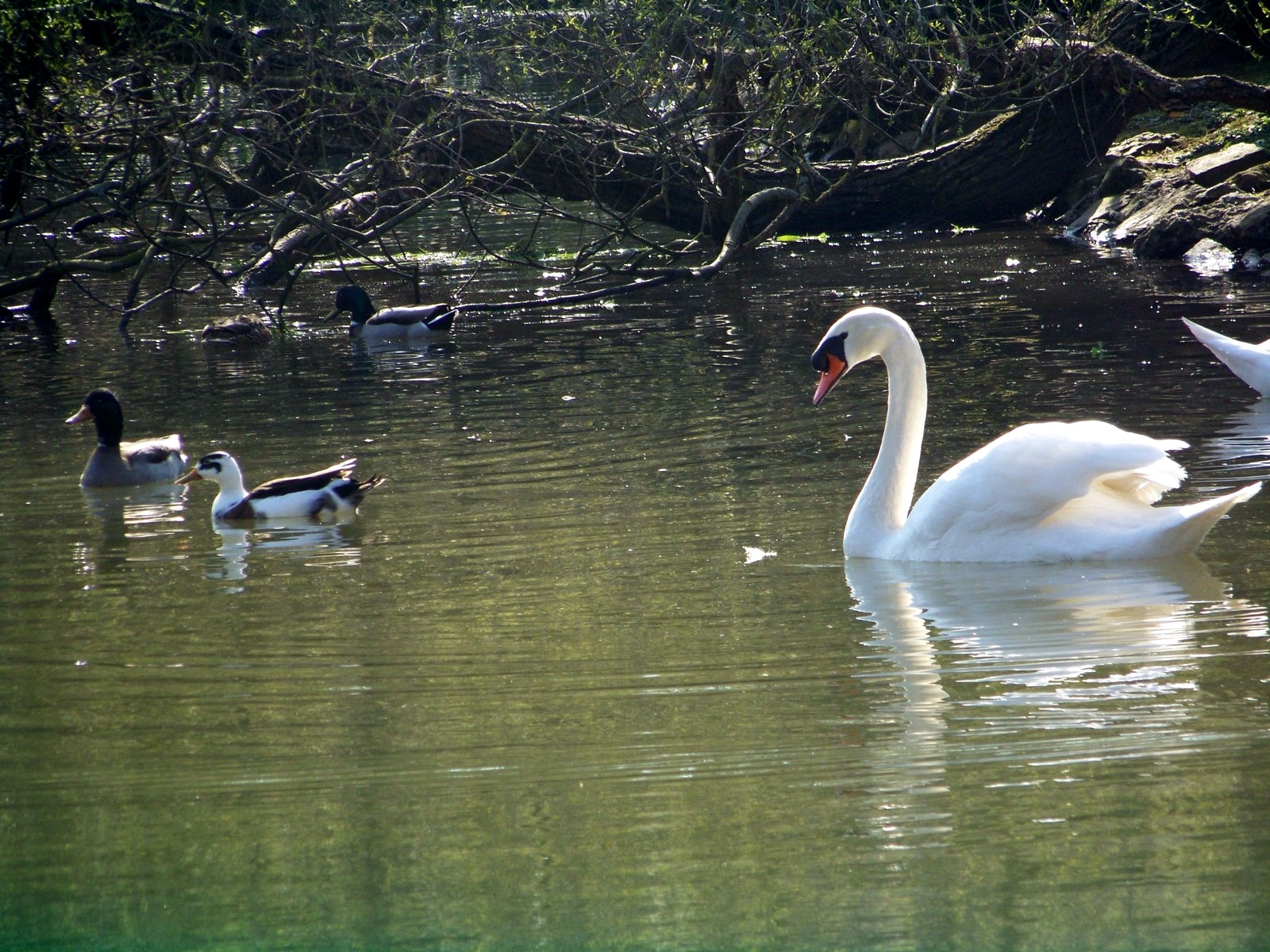 Wallpapers Animals Birds - Swans Parque Isabel la Catlica, Gijn (Asturias)