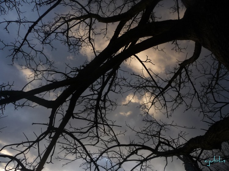 Fonds d'cran Nature Arbres - Forts un ciel hitchcockien