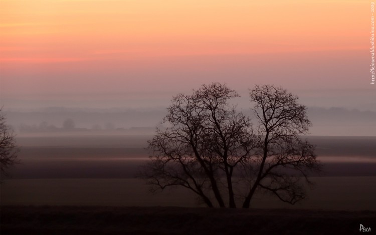 Fonds d'cran Nature Couchers et levers de Soleil Aurore sur arbre