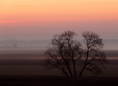 Fonds d'cran Nature Aurore sur arbre