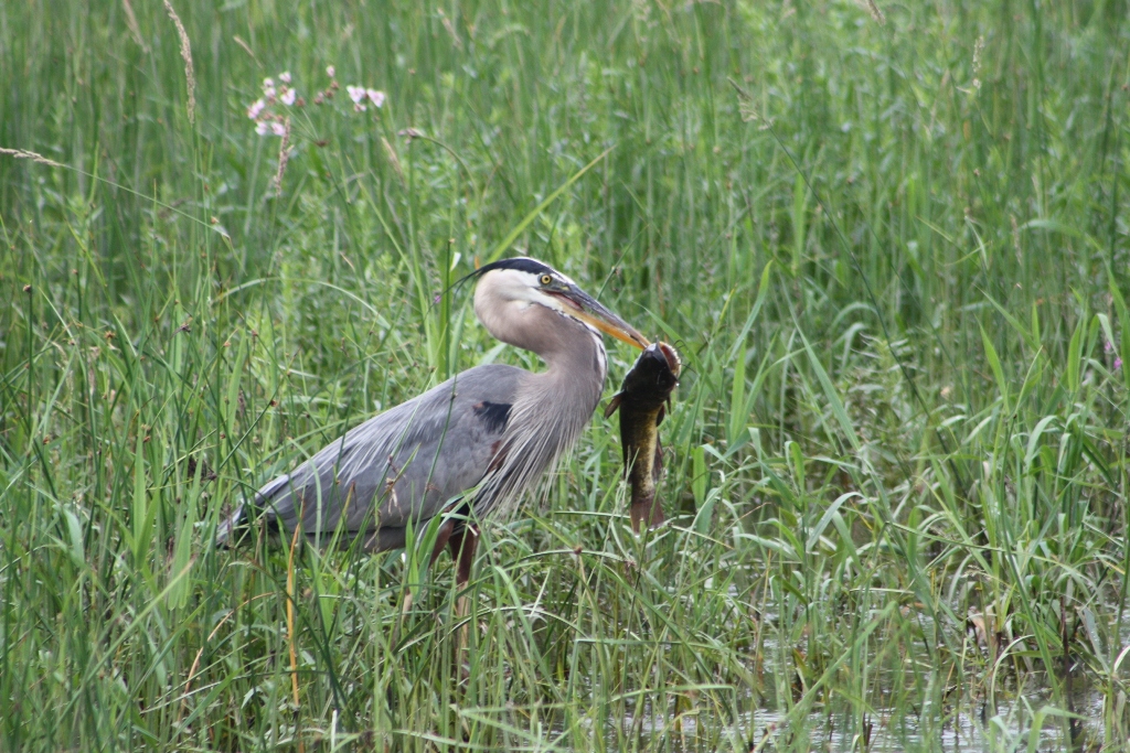 Fonds d'cran Animaux Oiseaux - Hrons hron se nourrie