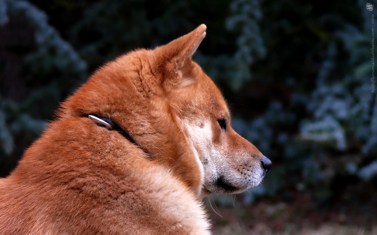 Wallpapers Animals Dogs Bluetooth, le Shiba Inu