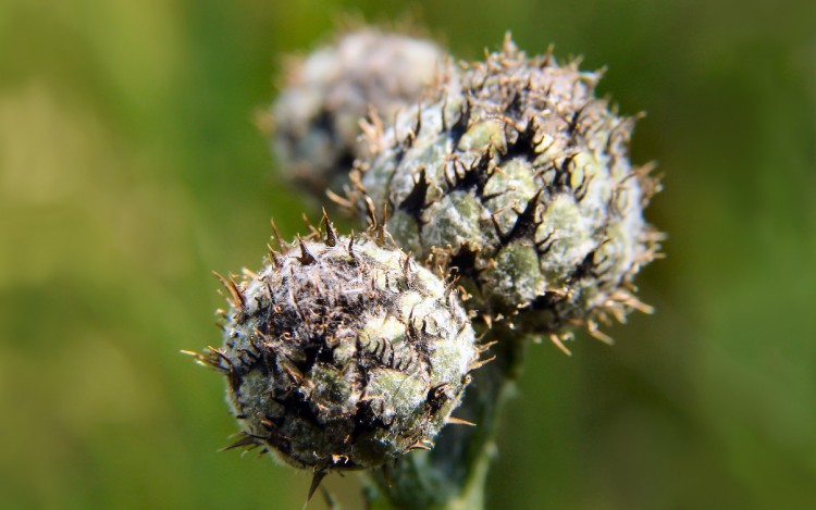 Fonds d'cran Nature Plantes - Arbustes Chardons