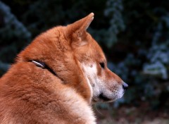 Fonds d'cran Animaux Bluetooth, le Shiba Inu