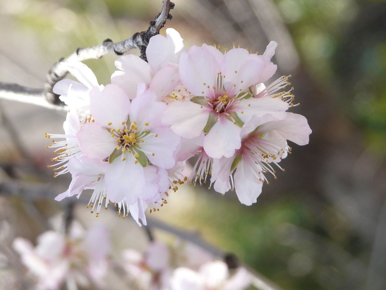 Fonds d'cran Nature Fleurs 