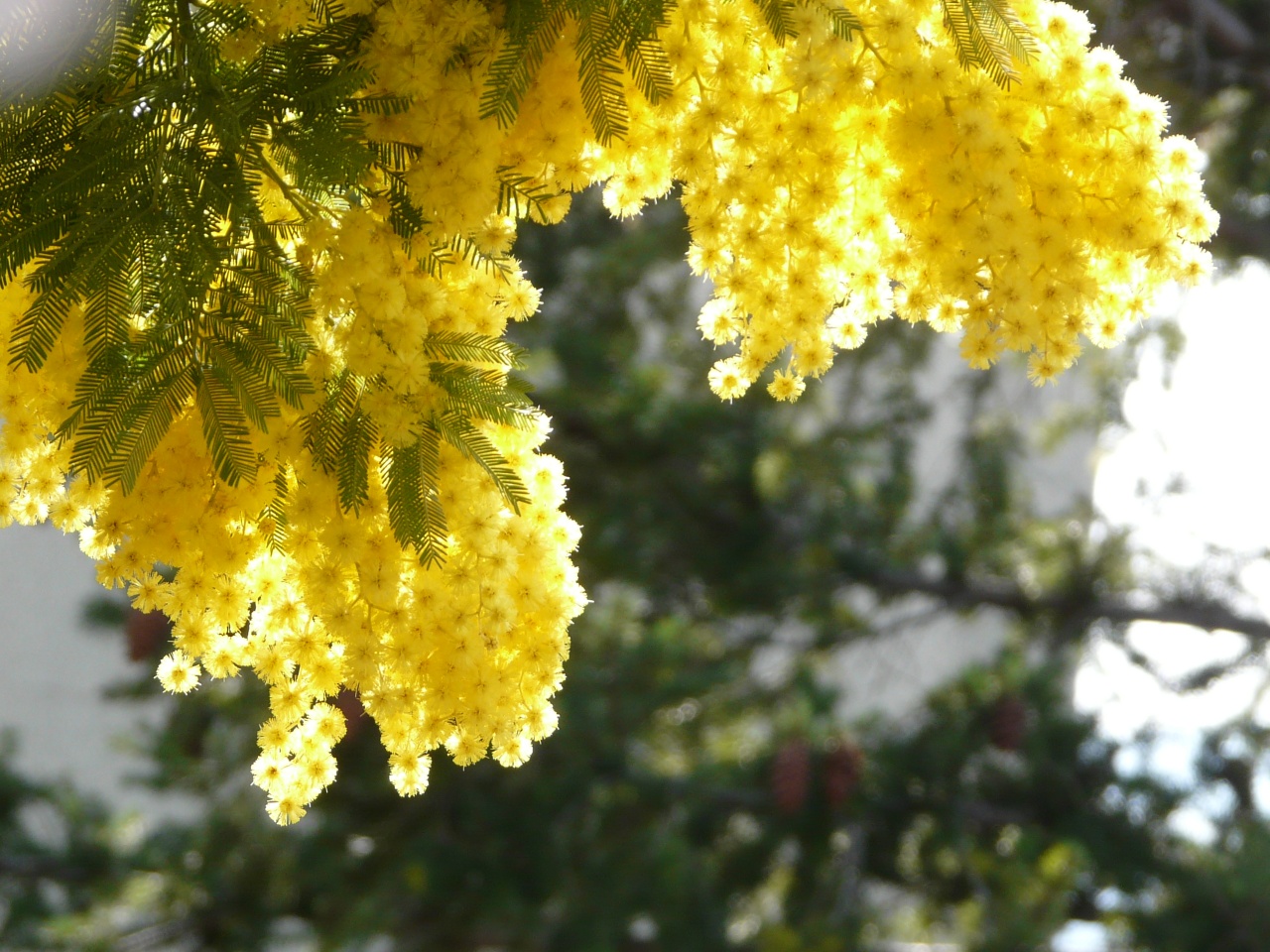 Fonds d'cran Nature Fleurs 