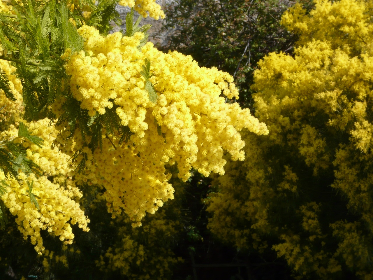 Fonds d'cran Nature Fleurs 