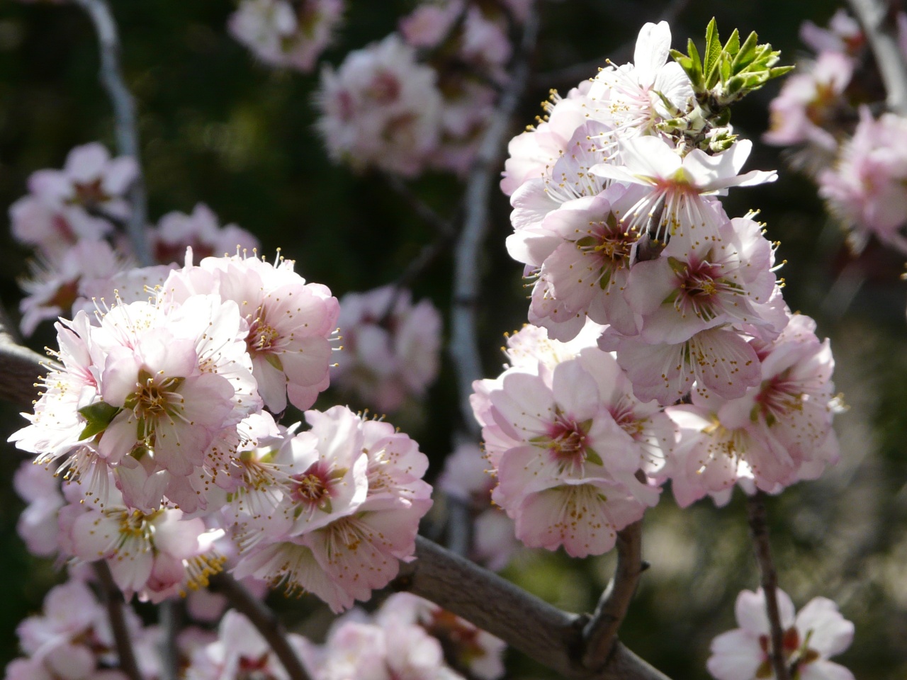 Fonds d'cran Nature Fleurs 