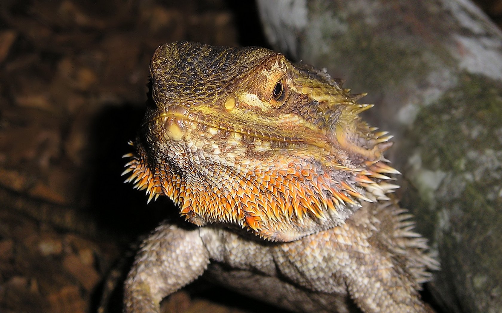 Fonds d'cran Animaux Pogona  Femelle Pogona