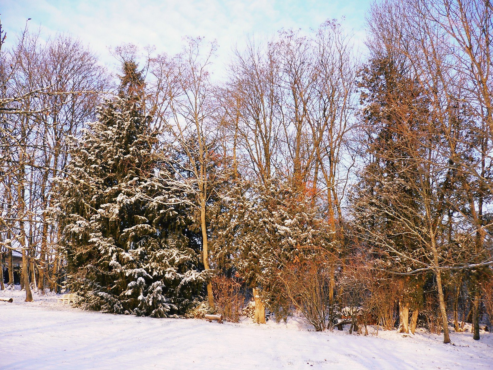 Fonds d'cran Nature Arbres - Forêts Bosquet doré