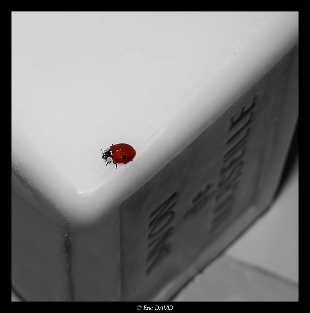 Fonds d'cran Animaux Insectes - Coccinelles Escalade