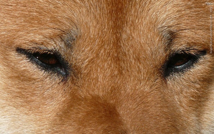 Wallpapers Animals Dogs Le regard du Shiba Inu