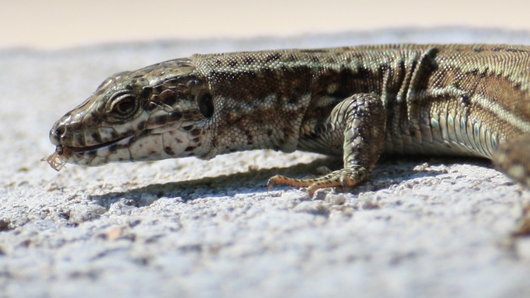 Fonds d'cran Animaux Lzards - Iguanes Lzard en plein repas