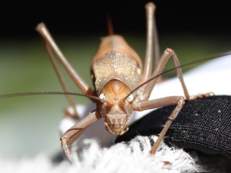 Fonds d'cran Animaux Insectes - Grillons Face  face avec un criquet