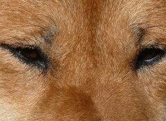 Fonds d'cran Animaux Le regard du Shiba Inu