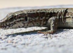 Fonds d'cran Animaux Lzard en plein repas