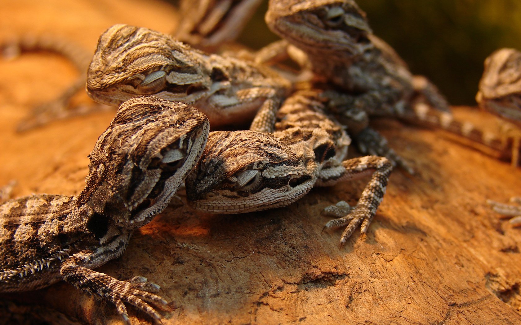 Wallpapers Animals Pogona  Trs jeune Pogona