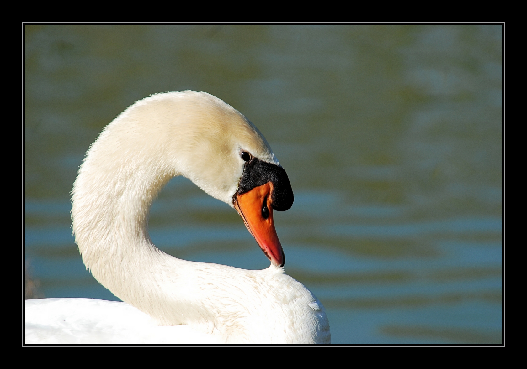 Fonds d'cran Animaux Oiseaux - Cygnes Le Cygne qui prend la pose