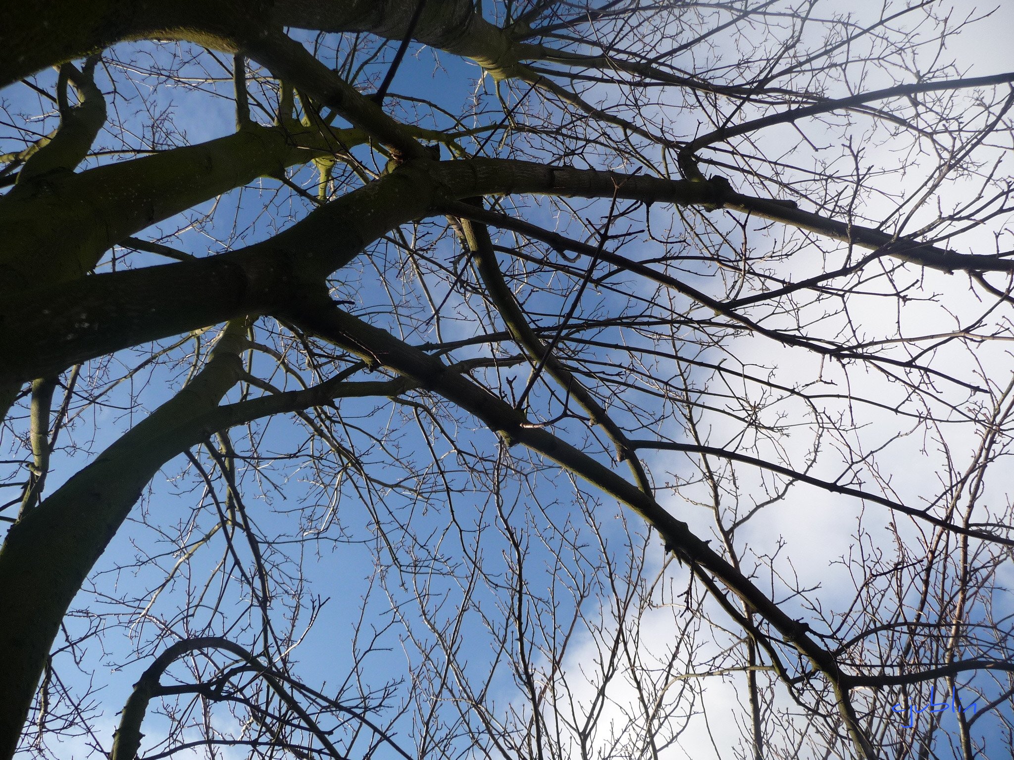 Fonds d'cran Nature Arbres - Forts une rencontre entre les nuages et les arbres